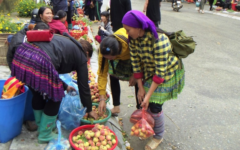 Early ripening peach season on Bac Ha plateau Early ripening peach season on Bac Ha plateau