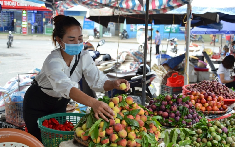Early ripening peach season on Bac Ha plateau Early ripening peach season on Bac Ha plateau