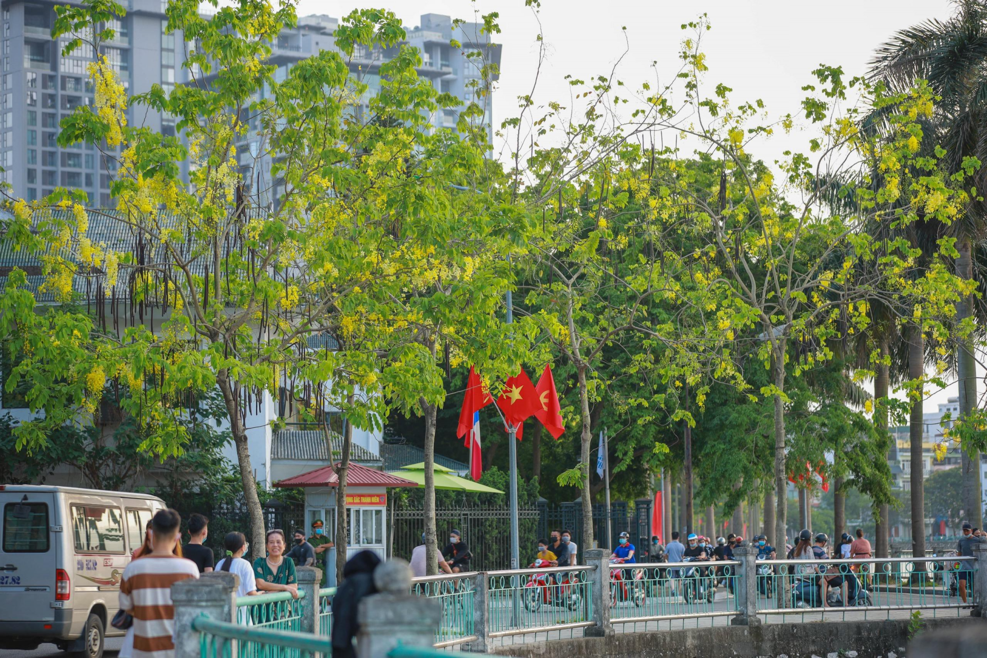 Golden shower tree around West Lake In photo: Golden shower tree around West Lake