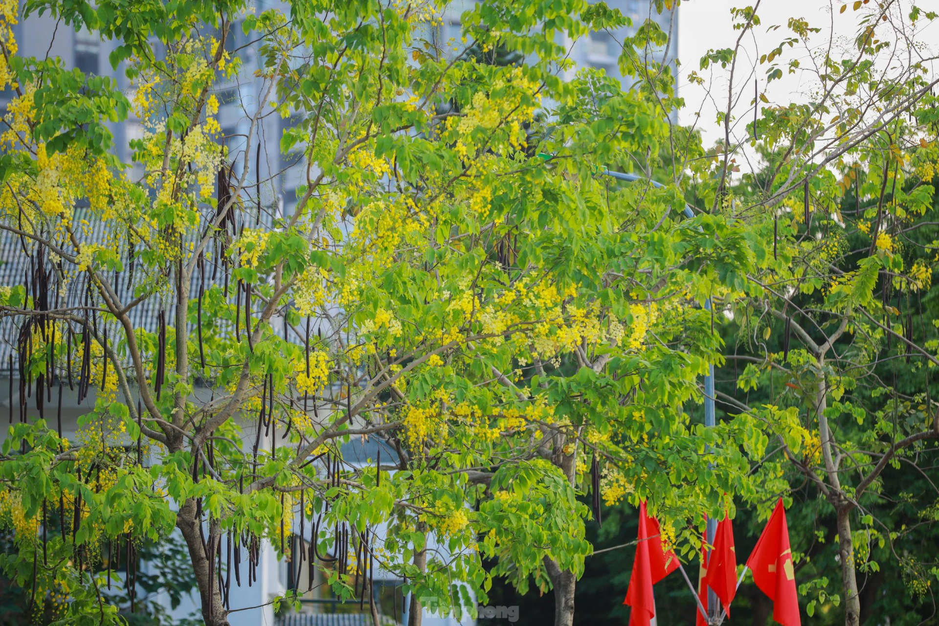 Golden shower tree around West Lake In photo: Golden shower tree around West Lake
