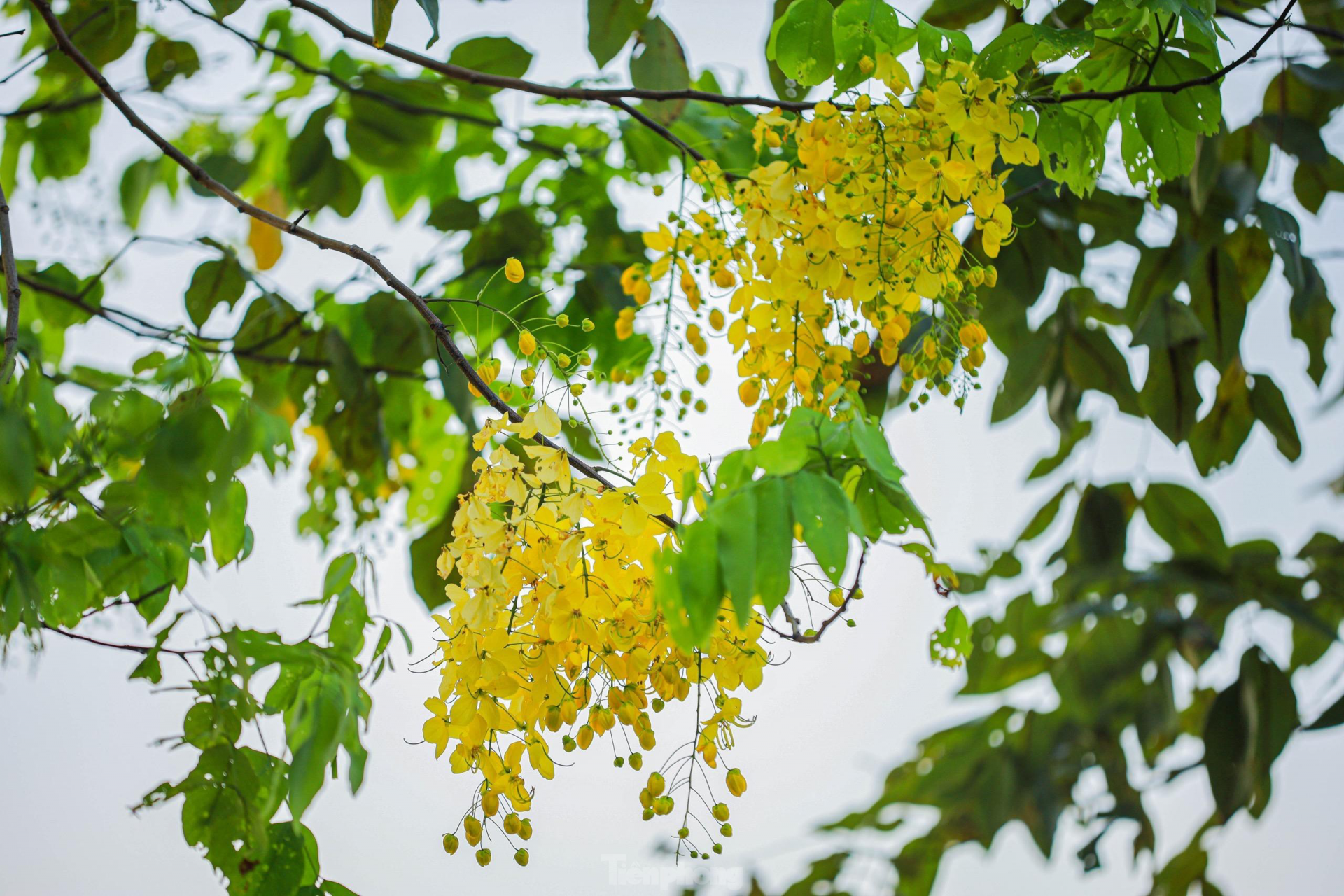 Golden shower tree around West Lake In photo: Golden shower tree around West Lake