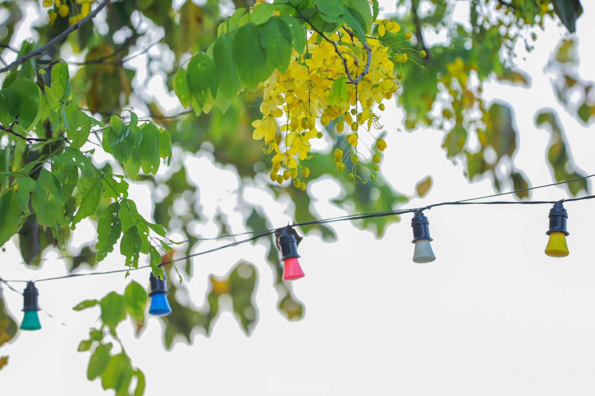 Golden shower tree around West Lake In photo: Golden shower tree around West Lake