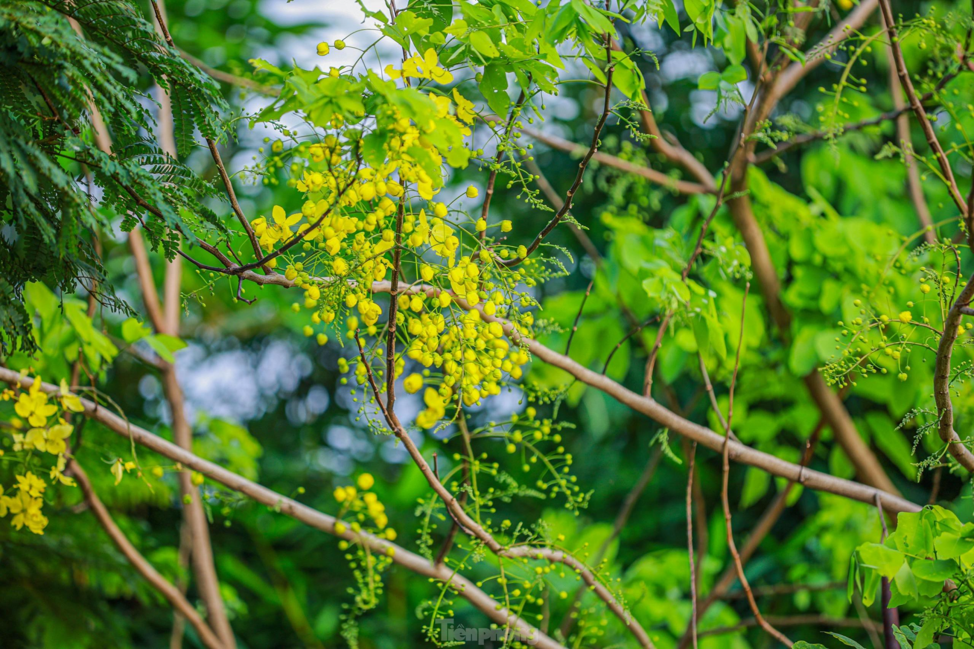 Golden shower tree around West Lake In photo: Golden shower tree around West Lake