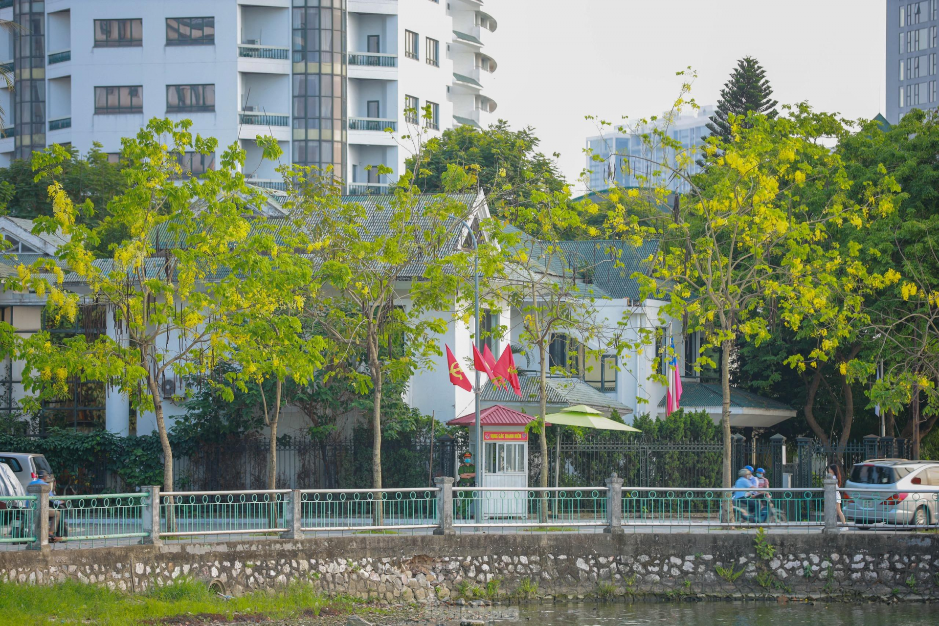 Golden shower tree around West Lake In photo: Golden shower tree around West Lake