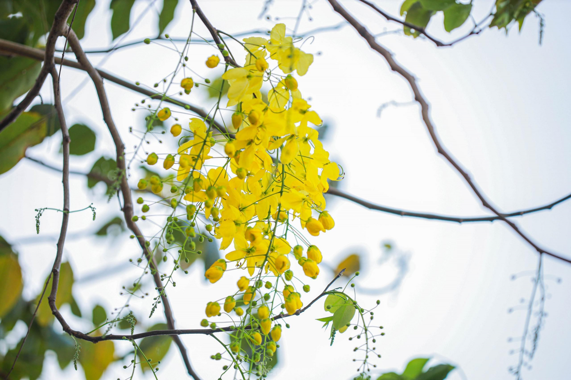 Golden shower tree around West Lake In photo: Golden shower tree around West Lake