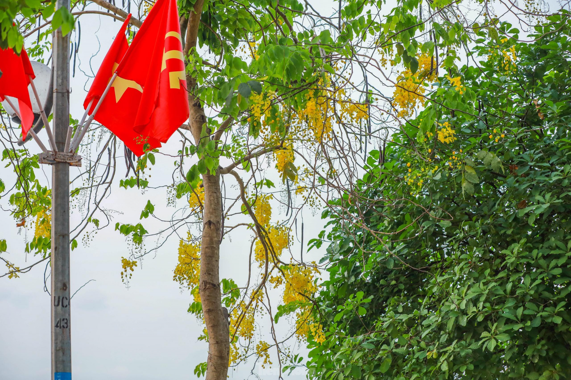 Golden shower tree around West Lake In photo: Golden shower tree around West Lake