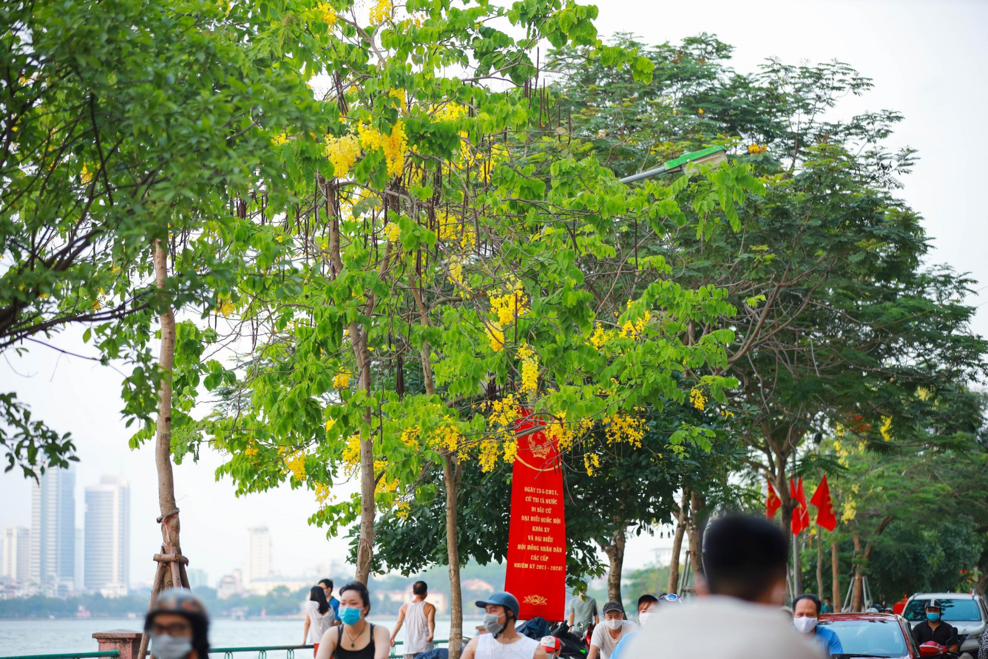 Golden shower tree around West Lake In photo: Golden shower tree around West Lake