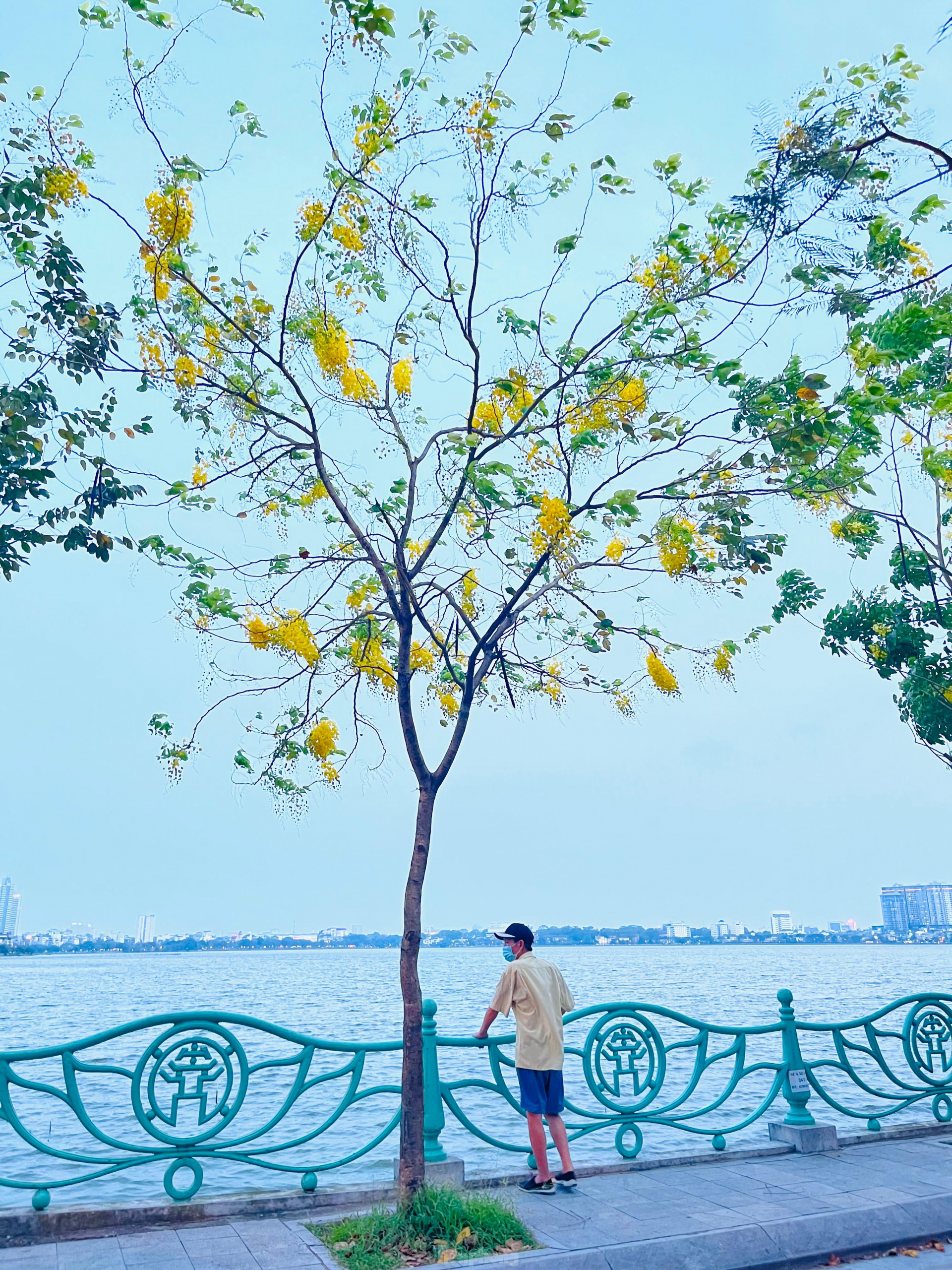 Golden shower tree around West Lake In photo: Golden shower tree around West Lake