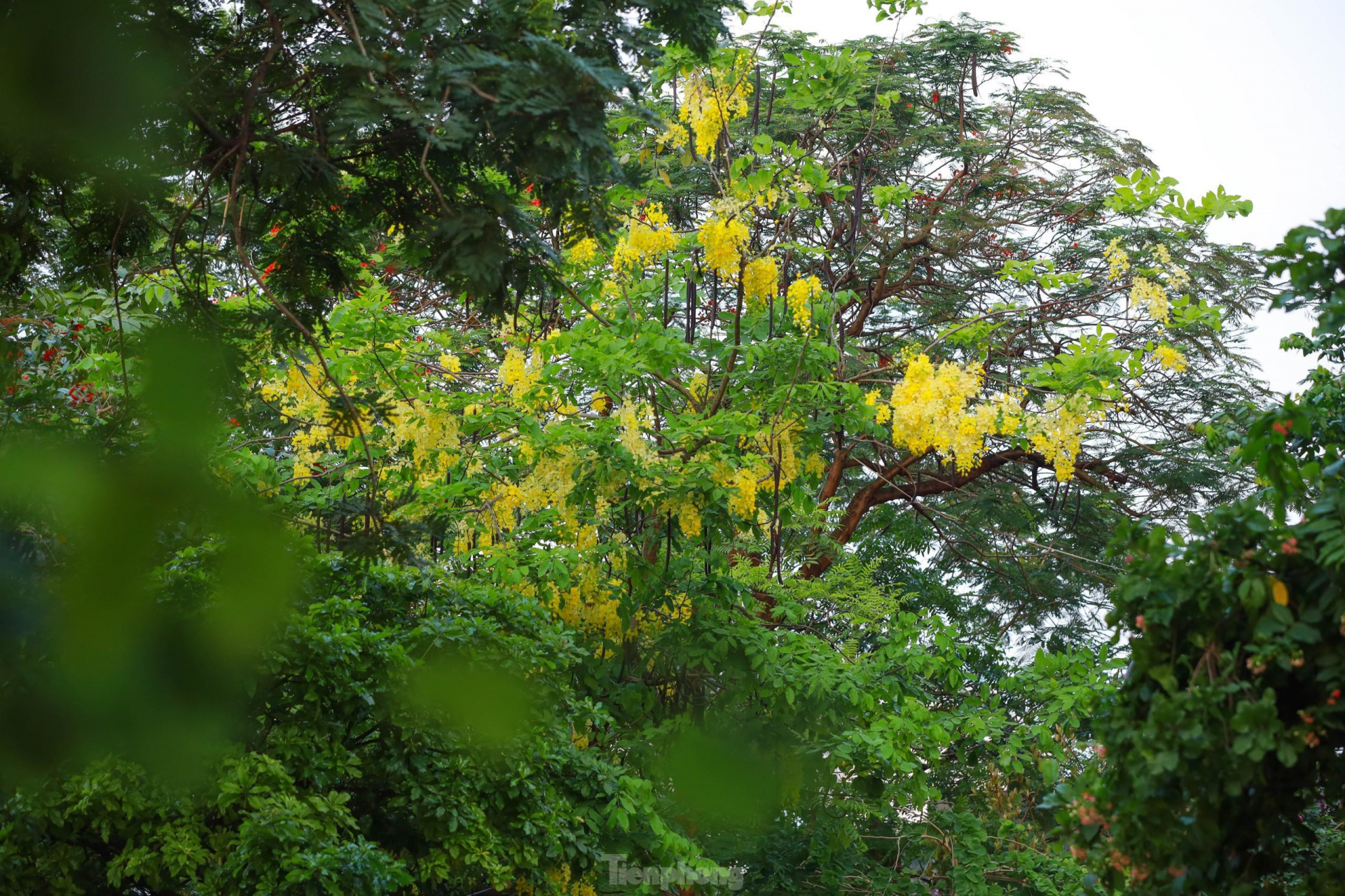 Golden shower tree around West Lake In photo: Golden shower tree around West Lake