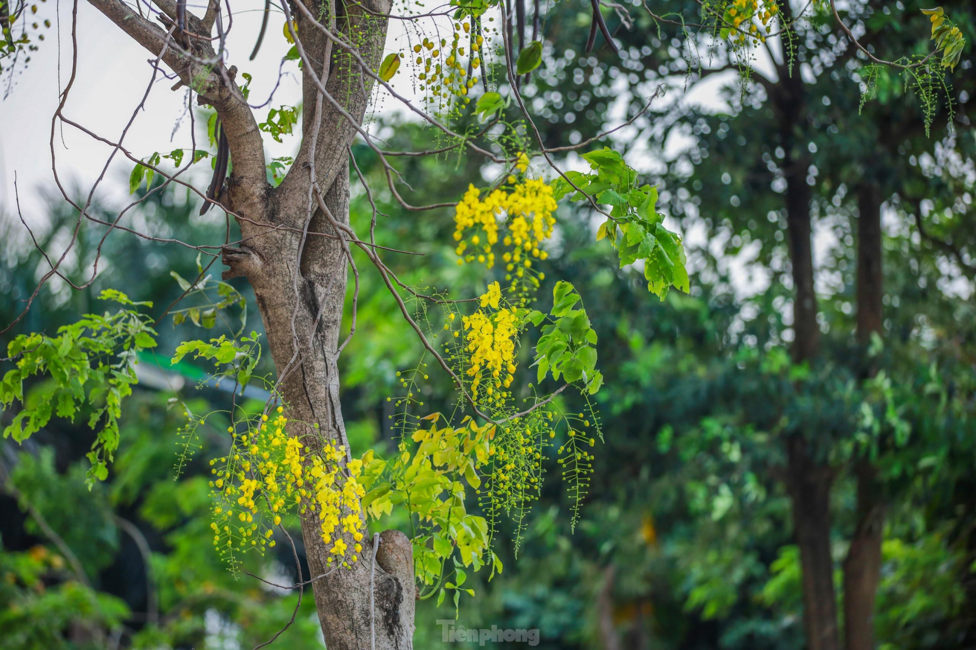 Golden shower tree around West Lake In photo: Golden shower tree around West Lake