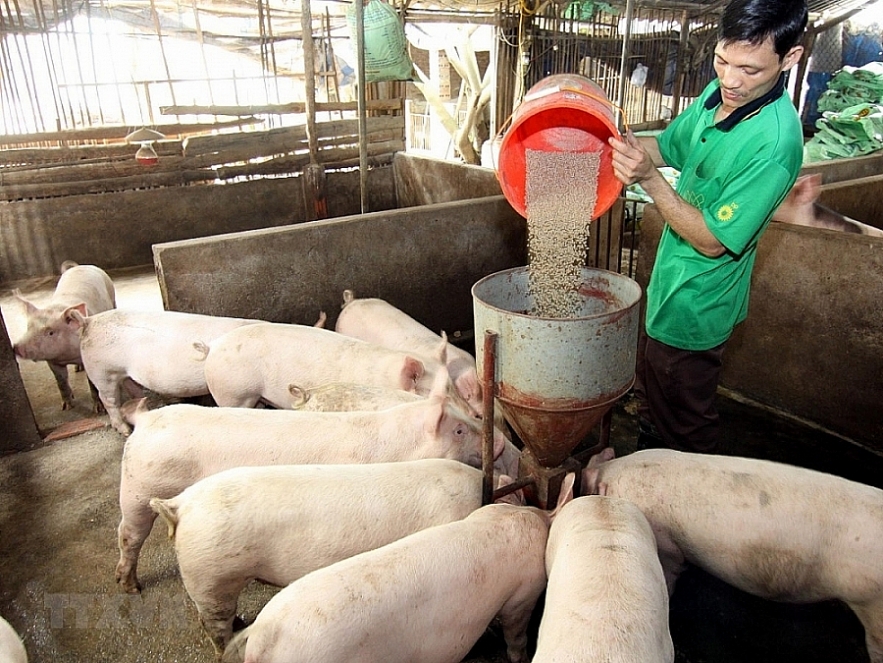 Vietnamese enterprises advised to export pigs to Cambodia Vietnamese enterprises advised to export pigs to Cambodia