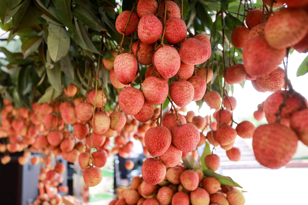 20 tons of Bac Giang lychee on the way to Japan Bac Giang lychees on the way to Japan