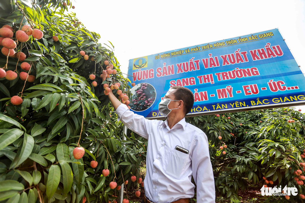 20 tons of Bac Giang lychee on the way to Japan Bac Giang lychees on the way to Japan