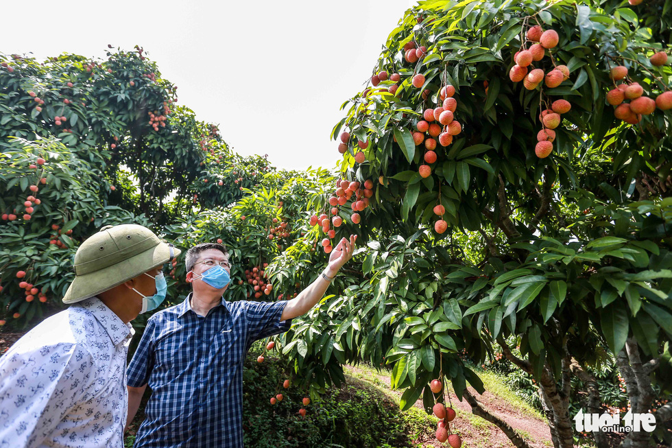 20 tons of Bac Giang lychee on the way to Japan Bac Giang lychees on the way to Japan