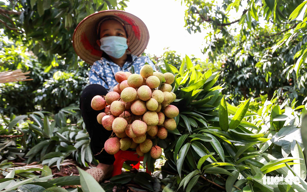 20 tons of Bac Giang lychee on the way to Japan Bac Giang lychees on the way to Japan