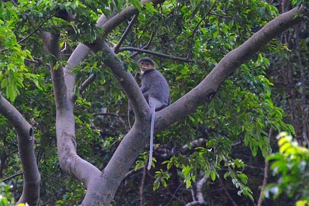 An individual grey-shanked douc langur (Pygathrix cinerea), one of the world’s 25 Critically Endangered primates, is found living in a forest of Quang Nam Province. Photo: Ai Tam An individual grey-shanked douc langur (Pygathrix cinerea), one of the world’s 25 Critically Endangered primates, is found living in a forest of Quang Nam Province. Photo: Ai Tam