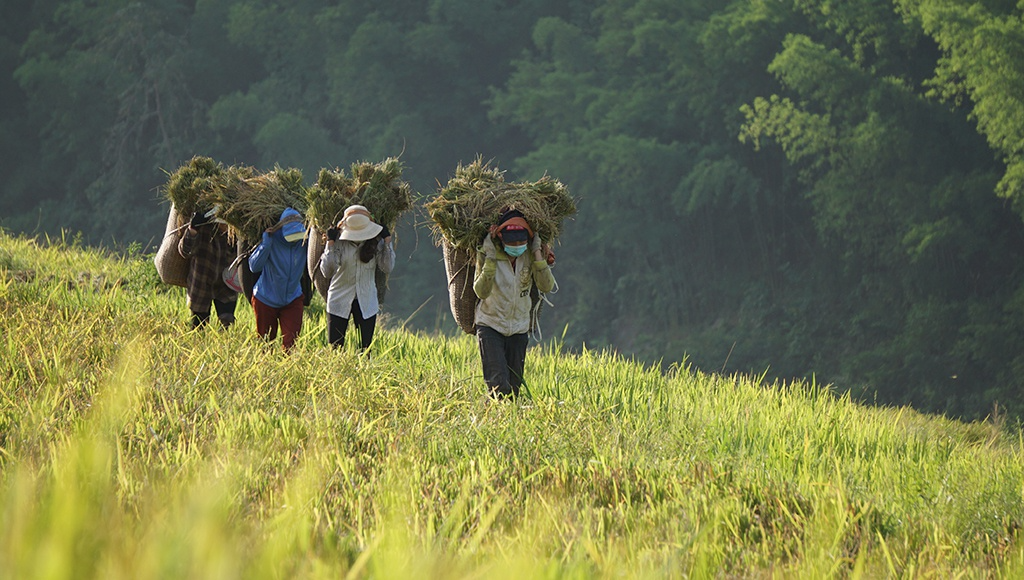 Rice harvest season in Thanh Hoa's terraced fields