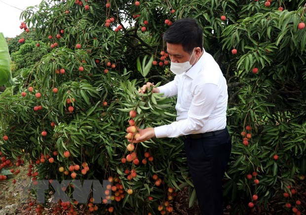 Vietnamese agricultural products to Japan amidst Covid-19 Vietnamese agricultural products introduced to Japan
