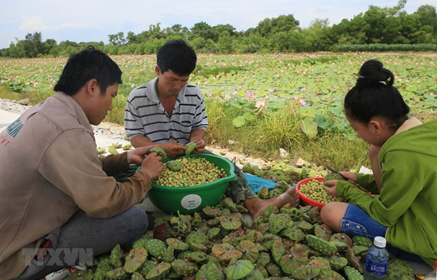 Sustainable development of lotus cultivation in Thua Thien Hue Sustainable lotus cultivation increases in Thua Thien Hue