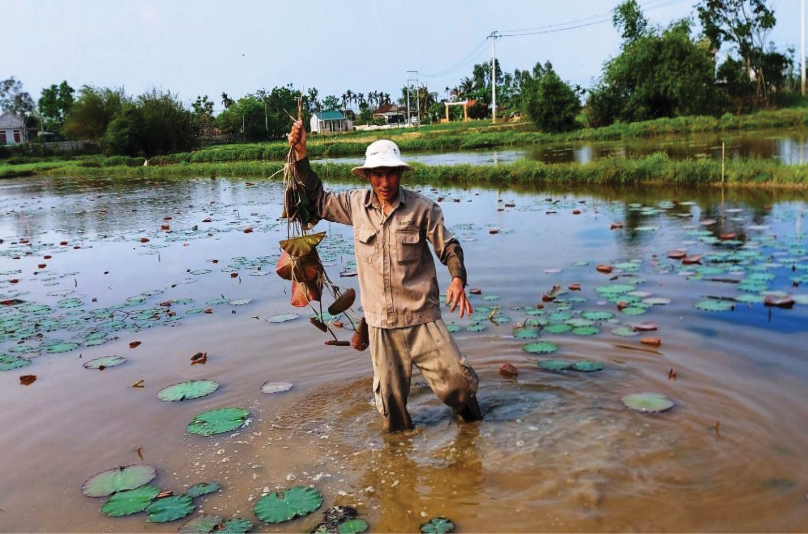 Sustainable development of lotus cultivation in Thua Thien Hue Sustainable lotus cultivation increases in Thua Thien Hue