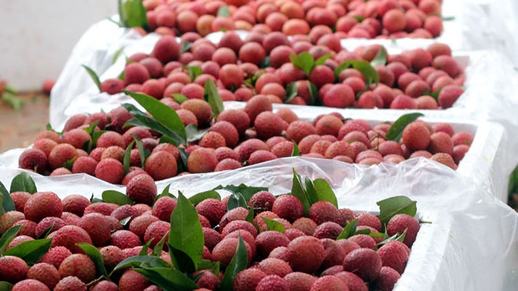 Fresh Vietnamese lychees' prospects in Australia Fresh Vietnamese lychees' prospects in Australia