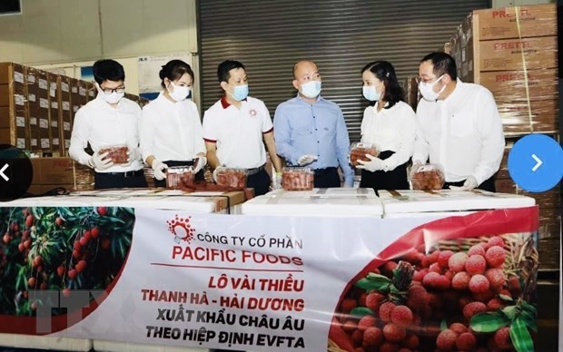 Pacific Foods exports first batch of Thanh Ha lychees to EU. Photo: VNA