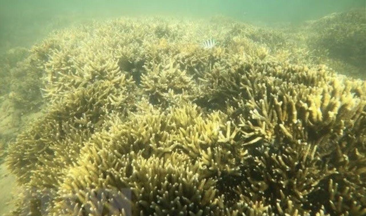Coral reef in Ninh Thuan's Phan Rang - Thap Cham city. Photo: VNA Coral reef in Ninh Thuan's Phan Rang - Thap Cham city. Photo: VNA