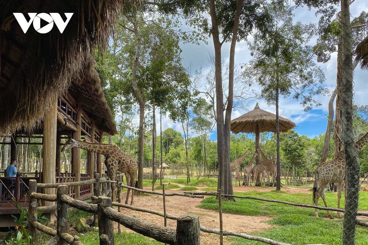 The semi-wild zoo in Phu Quoc is an attractive place for tourists. Photo: VOV The semi-wild zoo in Phu Quoc is an attractive place for tourists. Photo: VOV