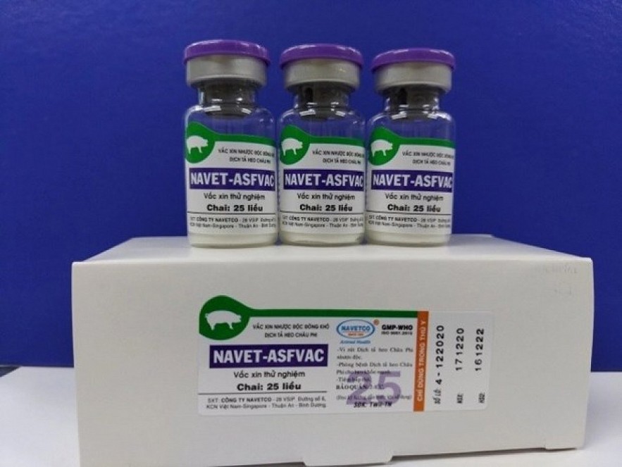 NAVET-ASFVAC vaccine. Photo: VOV NAVET-ASFVAC vaccine. Photo: VOV