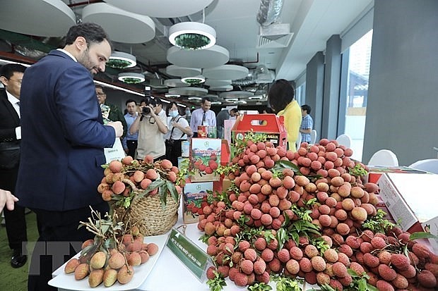 Vietnamese lychees aim to go global. - Illustrative image. Photo: VNA Vietnamese lychees aim to go global. - Illustrative image. Photo: VNA