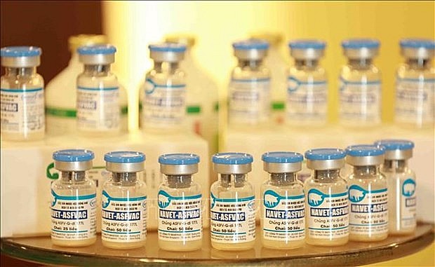 Vietnam has become the first country to successfully produce African swine fever vaccine. Photo: VNA Vietnam has become the first country to successfully produce African swine fever vaccine. Photo: VNA