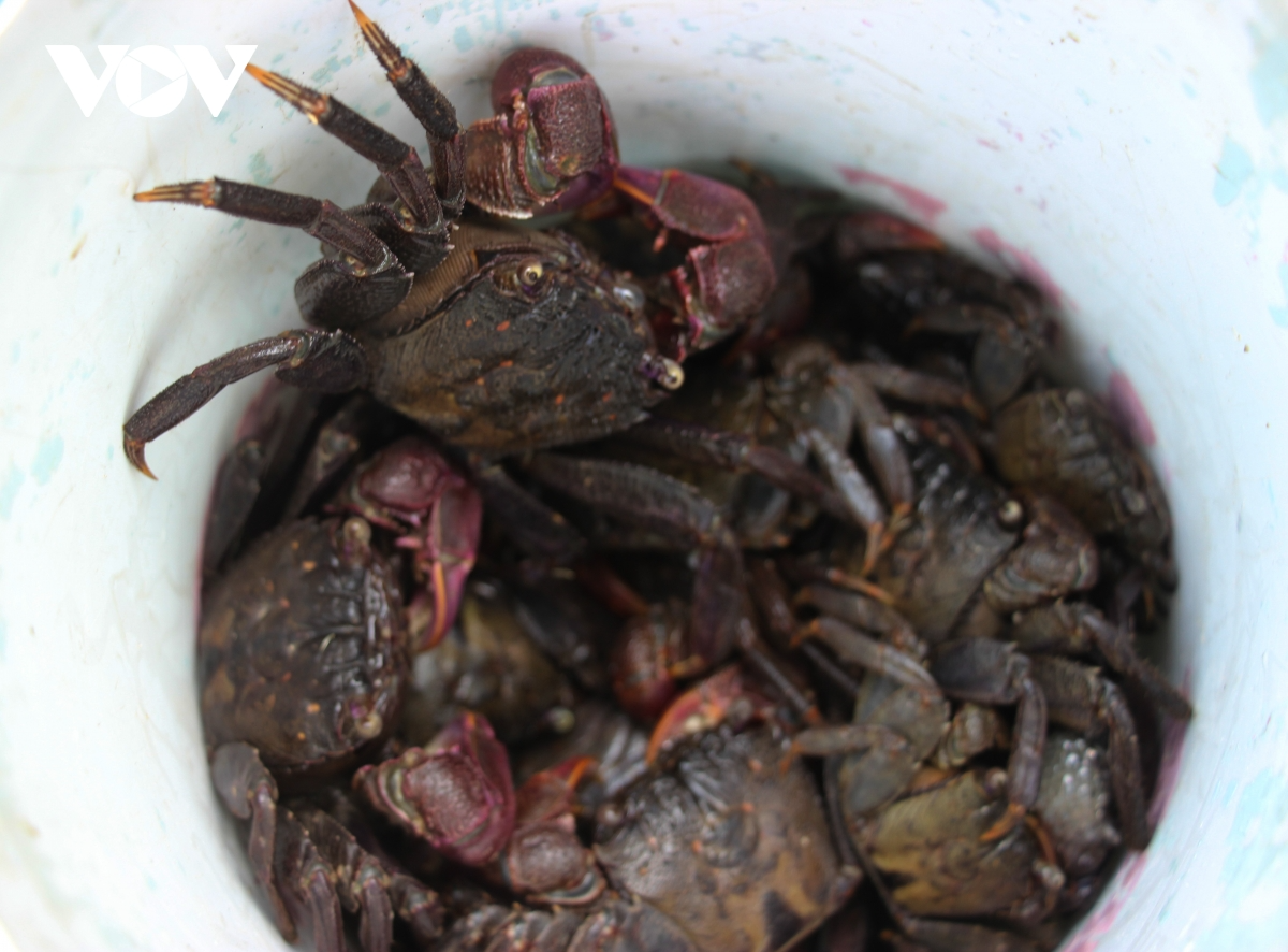 Making Salted Ba Khia: a Ca Mau Tradition - Video Making Salted Ba Khia: a Ca Mau Tradition - Video