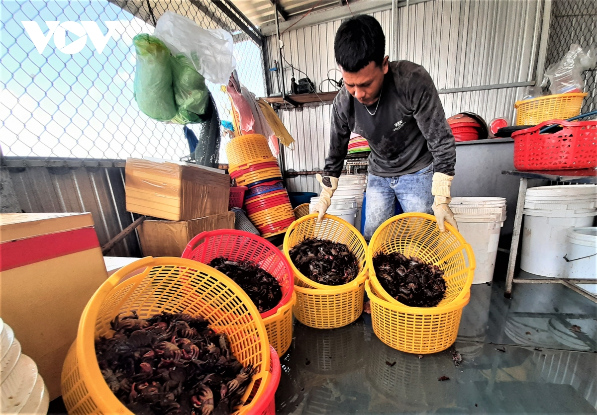Making Salted Ba Khia: a Ca Mau Tradition - Video Making Salted Ba Khia: a Ca Mau Tradition - Video