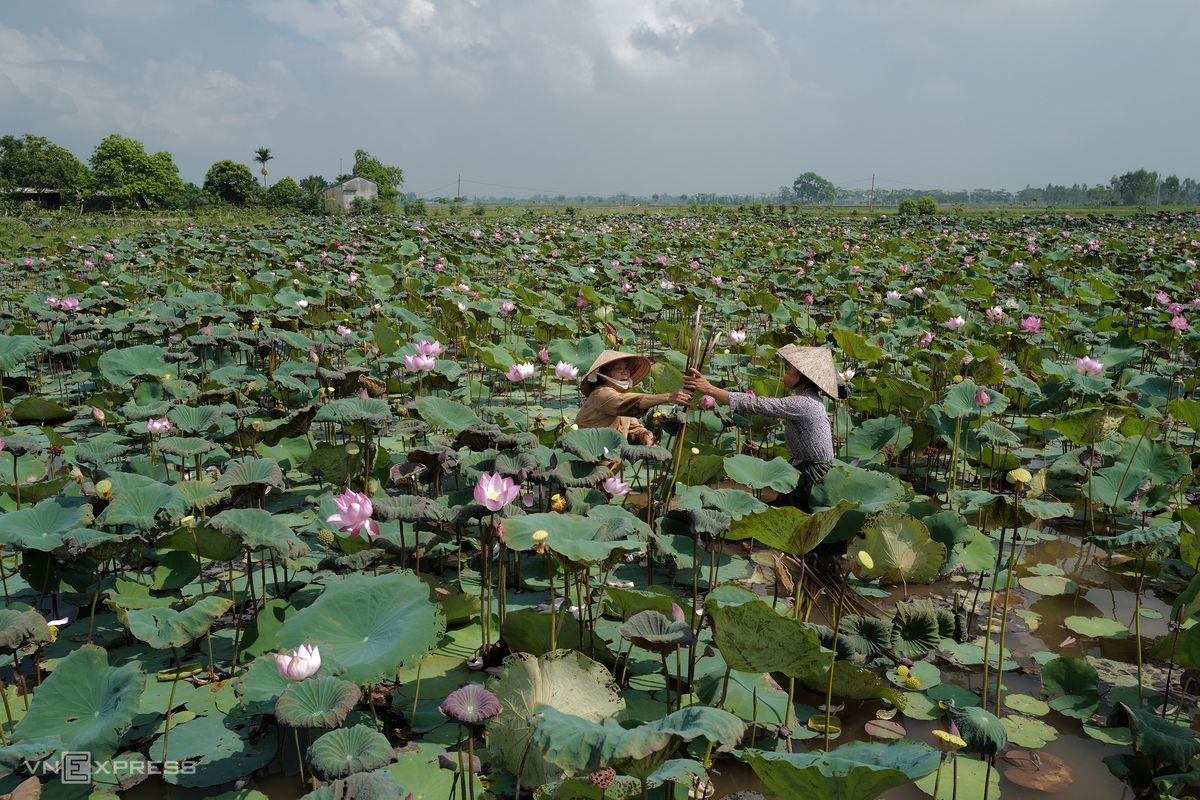Vietnam's First Artisan to Weave Lotus Silk Vietnamese Artisan Weaves New Lotus Silk
