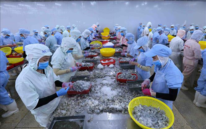 Processing shrimp for export to the EU market. Photo: VNA Processing shrimp for export to the EU market. Photo: VNA