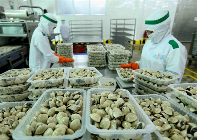 The Lenger Việt Nam Seafood Company has processed clams for the domestic market and export, including to the EU. Photo: VNA The Lenger Việt Nam Seafood Company has processed clams for the domestic market and export, including to the EU. Photo: VNA