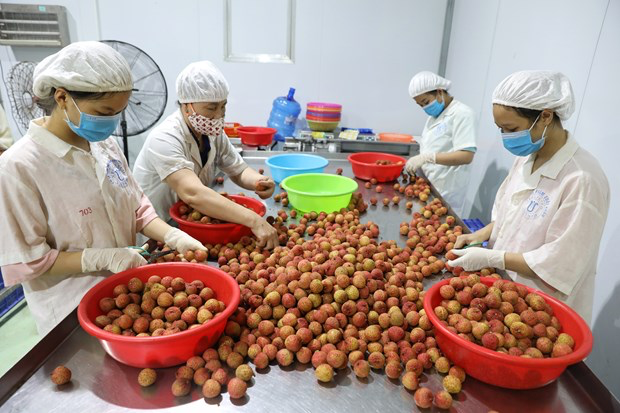 Workers select qualified lychees for export at a factory in Luc Ngan district, Bac Giang province. Photo: VNA Workers select qualified lychees for export at a factory in Luc Ngan district, Bac Giang province. Photo: VNA