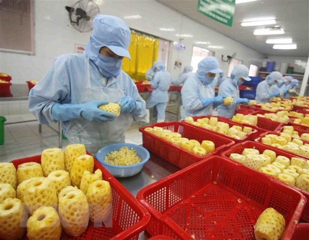 Workers process pineapple for export at a factory in An Giang province. Photo: VNA Workers process pineapple for export at a factory in An Giang province. Photo: VNA