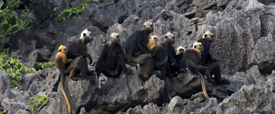 Cat Ba Nominated as World Natural Heritage Cat Ba Nominated as World Natural Heritage Site
