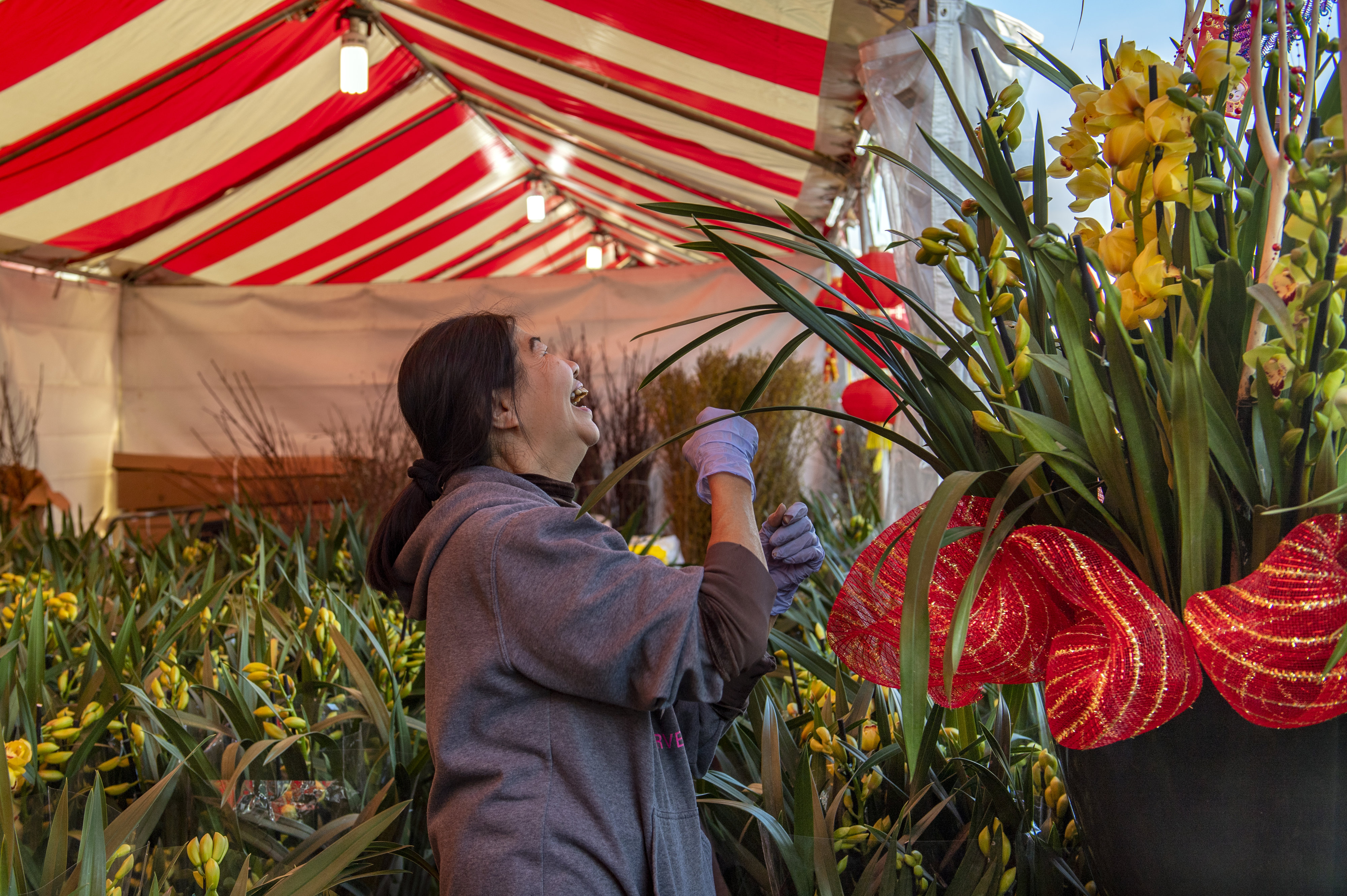 Orchids promise good fortune at the Flower Festival in Little Saigon orchids promise good fortune at the flower festival in little saigon