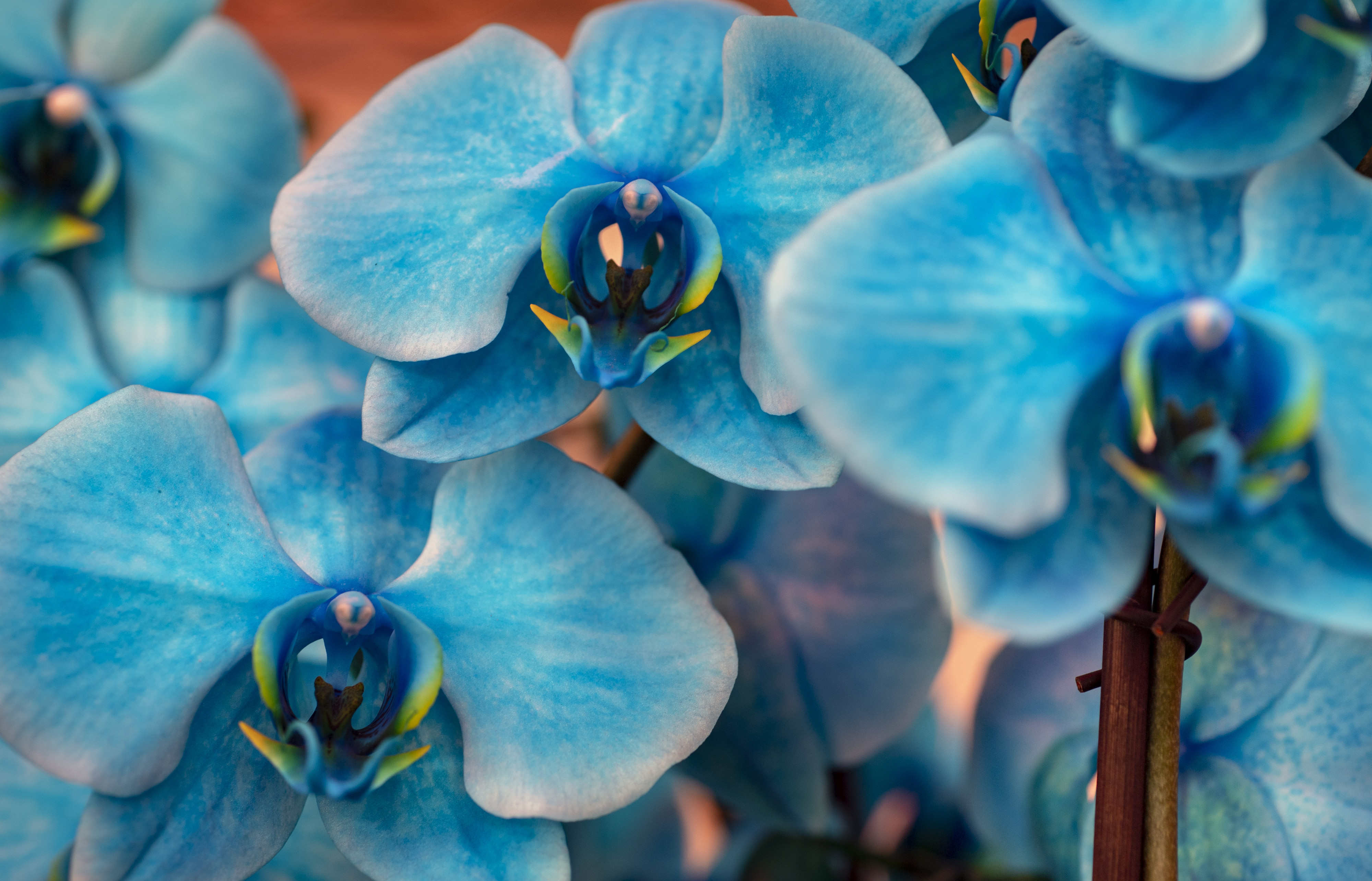 Orchids promise good fortune at the Flower Festival in Little Saigon orchids promise good fortune at the flower festival in little saigon