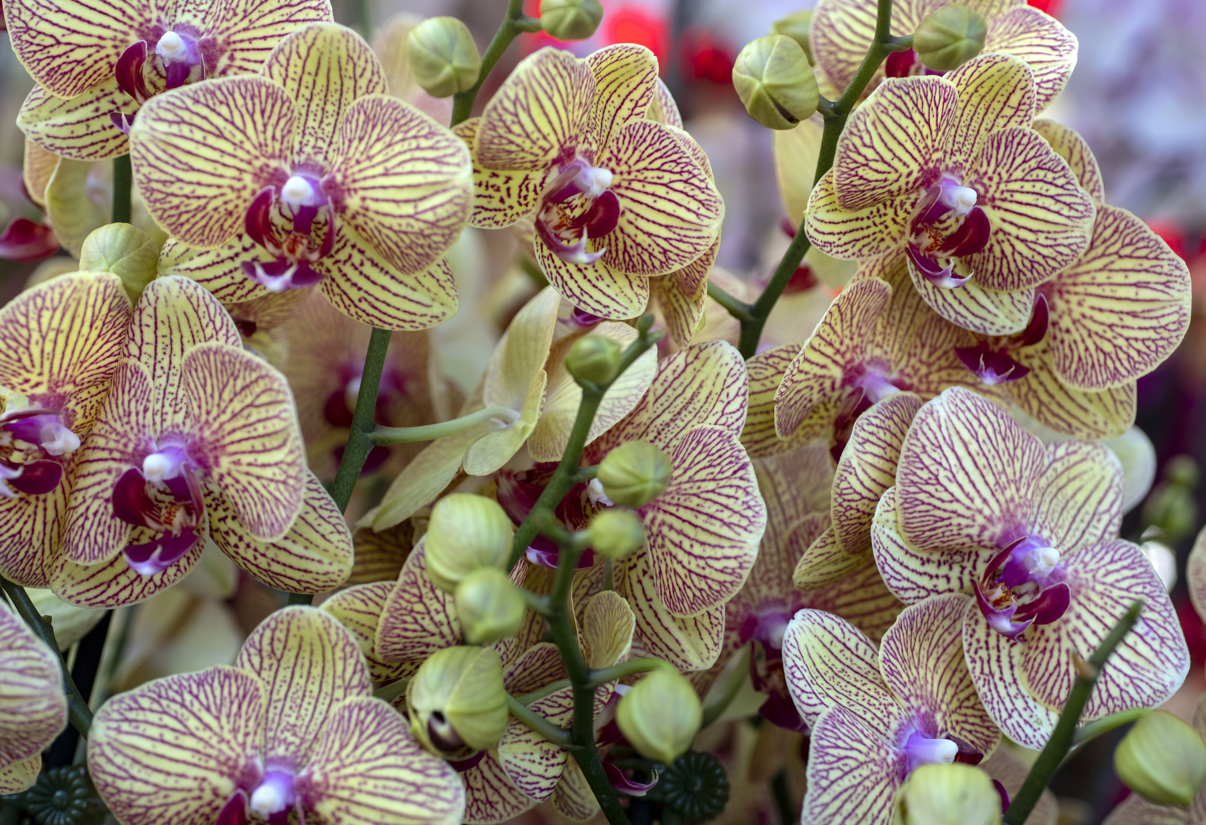 Orchids promise good fortune at the Flower Festival in Little Saigon orchids promise good fortune at the flower festival in little saigon