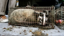 vietnam to ban the trade and consumption of wildlife