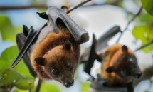 vietnam to ban the trade and consumption of wildlife