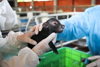 big success vietnam clones endangered pigs using ear tissue
