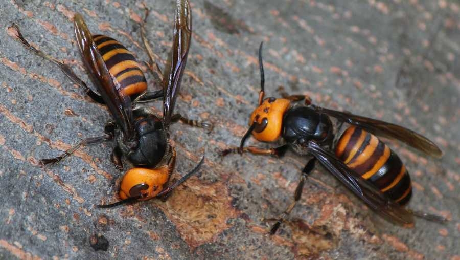 What are ‘murder hornets’? what are murder hornets