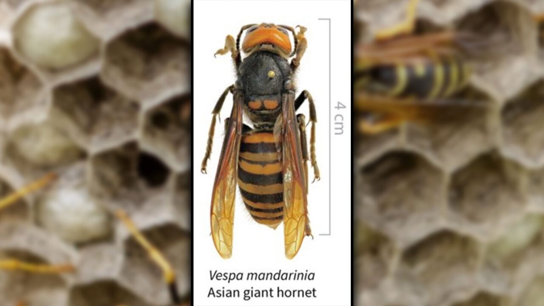 What are ‘murder hornets’? what are murder hornets