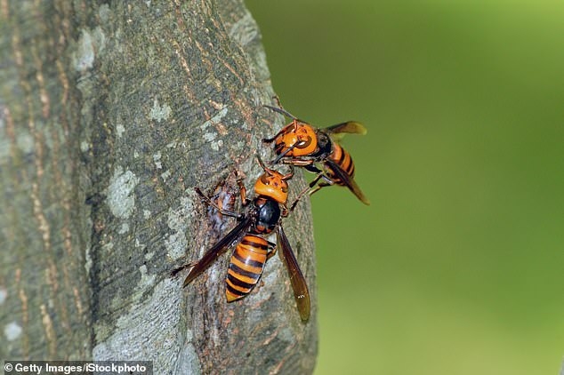 What are ‘murder hornets’? what are murder hornets
