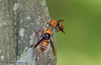 13 must know facts about murder hornets