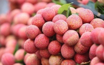 over 300 chinese traders and japanese experts are allowed to arrive in vietnam to buy lychees